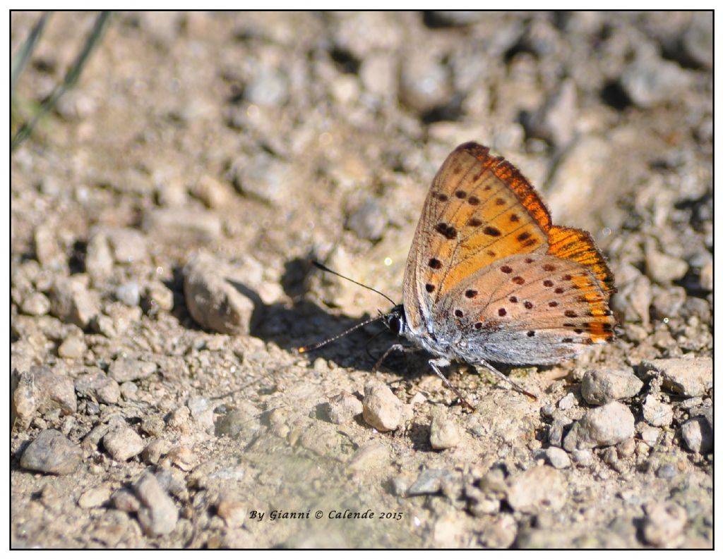 Forse Lycaena phlaeas ?? No, Lycaena alciphron